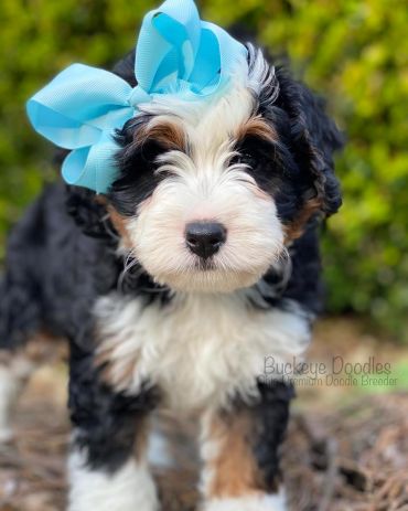 Adorable doodle puppy with a large blue bow on its head outdoors.