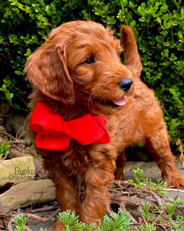 Curly red puppy with a bright red bow outdoors.