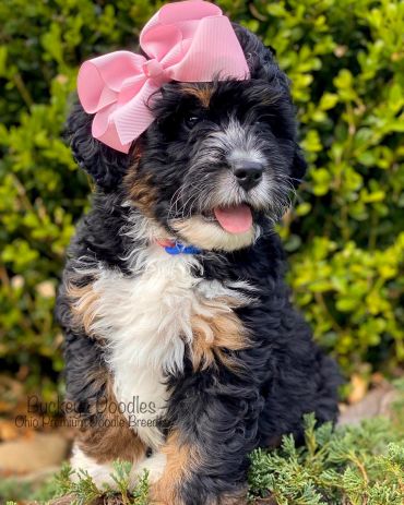 Fluffy black and white puppy with a big pink bow sitting outdoors.
