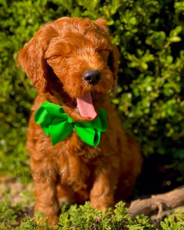 Yawning brown doodle puppy wearing a green bow sitting outdoors.