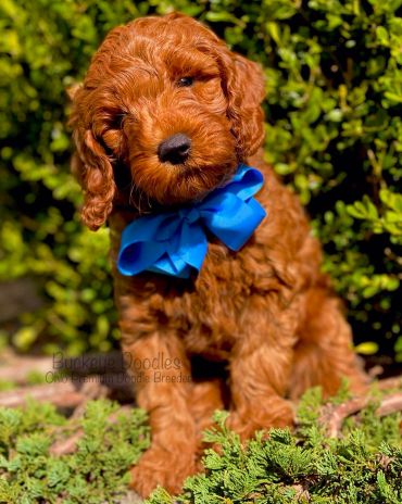 Curly-haired brown puppy with a blue bow sitting outside among greenery.