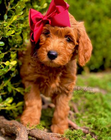 Adorable brown doodle puppy with a big red bow on its head outdoors.