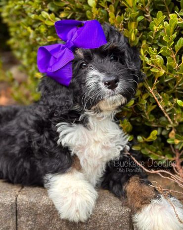 Fluffy black and white puppy with a purple bow lying near green bushes.