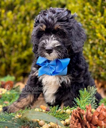 Adorable black doodle puppy with a blue bow sitting among greenery and pinecones.