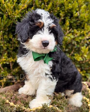 Fluffy black, white, and brown puppy with a green bow tie sitting outdoors.