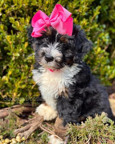 Fluffy black and white puppy with a big pink bow, sitting outdoors on greenery and twigs.