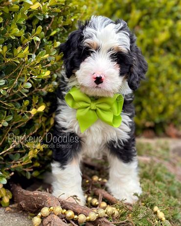 Adorable Bernedoodle puppy with a bright green bow sitting outdoors by greenery.
