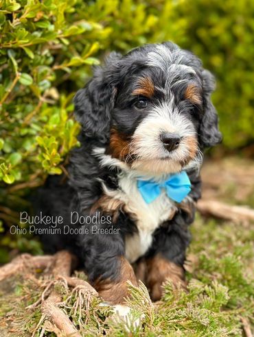 Adorable Bernedoodle puppy with a blue bow sitting outdoors.