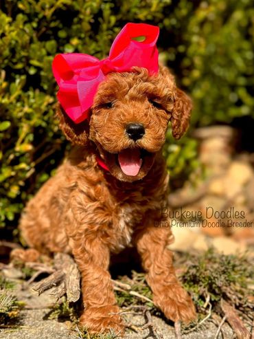 Adorable brown doodle puppy with a big red bow outdoors.