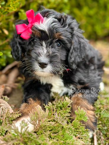 Adorable black and white doodle puppy with a pink bow lying in greenery.