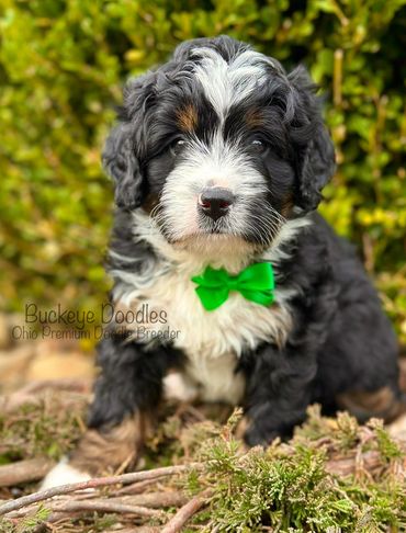 A fluffy black and white puppy with a green bow tie sitting outdoors.