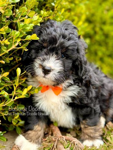 Adorable black and white doodle puppy with an orange bowtie nestled in greenery.