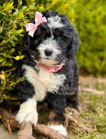 Adorable black and white doodle puppy with a pink bow and collar sits near green bushes.