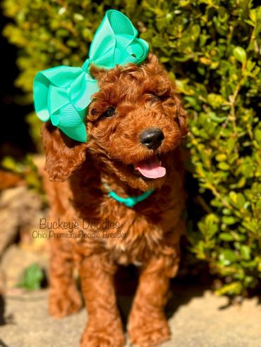 A happy brown doodle puppy with a large turquoise bow and collar.
