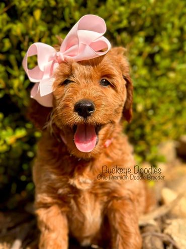 Adorable brown doodle puppy with a pink bow, happily panting outdoors.