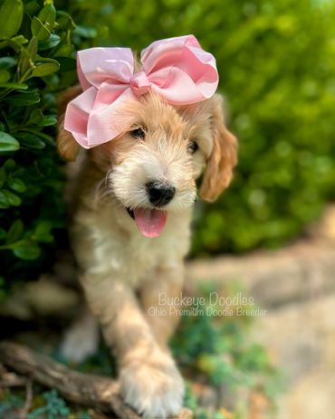 Adorable doodle puppy wearing a large pink bow outdoors.