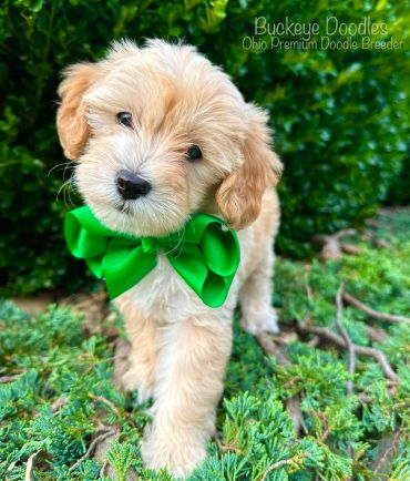 Cute fluffy doodle puppy with a bright green bow outdoors.