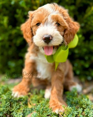 Adorable brown and white doodle puppy with green bow sitting outdoors.