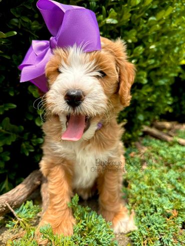 Happy doodle puppy wearing a big purple bow outdoors.