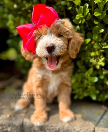 Adorable doodle puppy with a big pink bow sitting cheerfully outdoors.