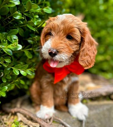 Adorable brown and white puppy with a red bow sitting by green bushes.