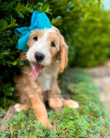 Adorable doodle puppy with a blue bow, playfully peeking through greenery.