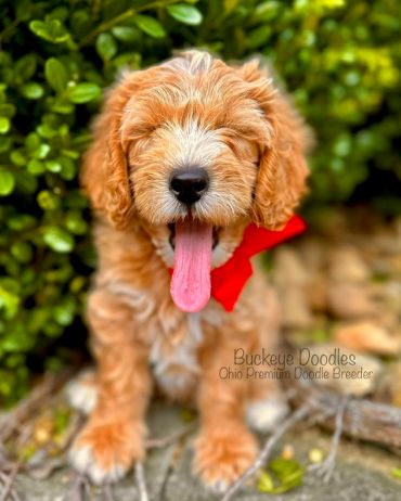 Happy fluffy doodle puppy with tongue out and red bow.