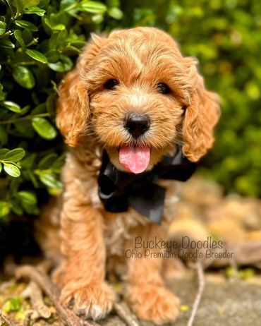 Adorable fluffy puppy with a black bow tie, sitting near green bushes.