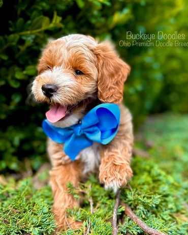 Happy doodle puppy with a blue bow outdoors.