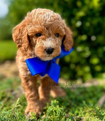 Curly-haired puppy with a bright blue bow outdoors.