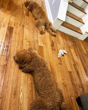 Mini goldendoodle puppies