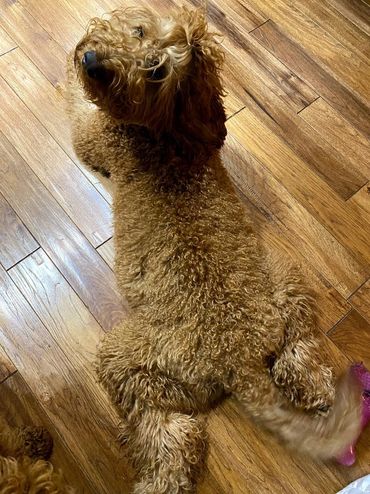 Mini goldendoodle puppies