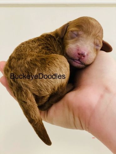Mini goldendoodle puppies