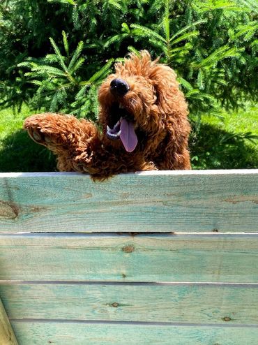 Mini goldendoodle puppy