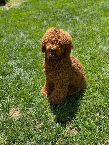 Mini goldendoodle puppy