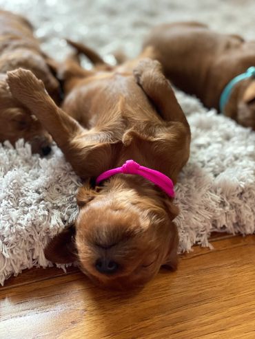 Mini goldendoodle puppies