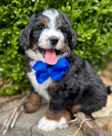Happy Bernedoodle puppy wearing a blue bow sitting outdoors.