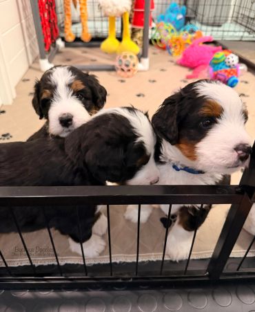 Three adorable Bernedoodle puppies behind a black gate with colorful toys in the background.