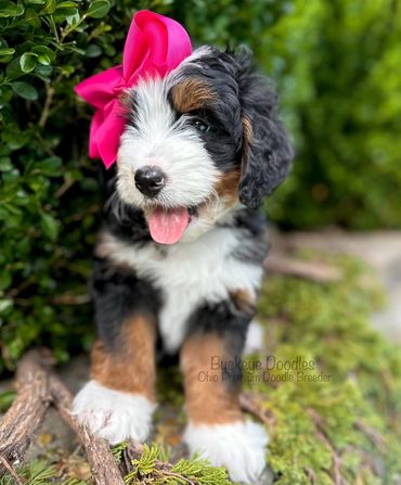Adorable Bernedoodle puppy with a bright pink bow on its head, sitting outdoors among greenery.