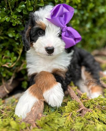 Tricolor puppy with a purple bow resting on greenery.
