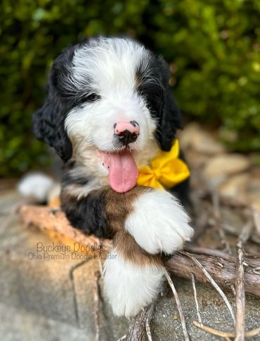 Fluffy tricolor puppy with a yellow bow and tongue out.