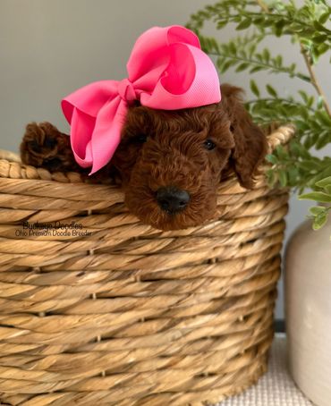 Curly brown puppy with a bright pink bow in a woven basket.