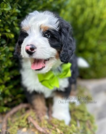 Happy Bernedoodle puppy with a green bow tie outdoors.