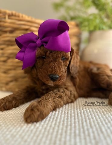 Fluffy brown doodle puppy with a large purple bow lying down.