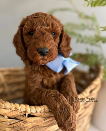 Curly brown puppy with a blue bow in a woven basket.