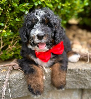 Adorable black and brown puppy with a red bow tie lying on a stone ledge.