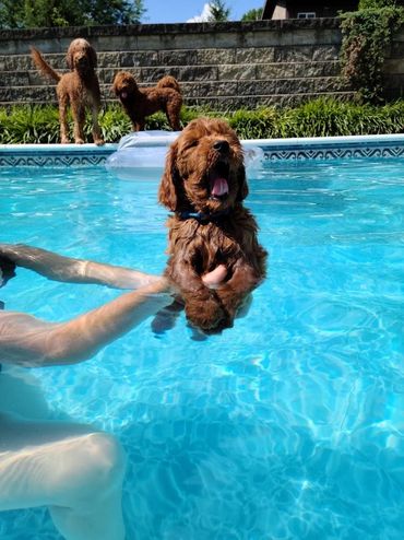 Mini goldendoodle puppies