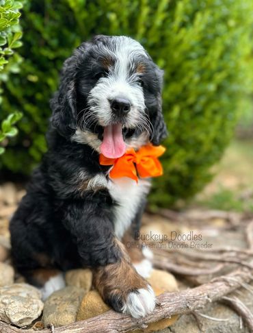 Fluffy black and white puppy with an orange bow sitting on rocks.