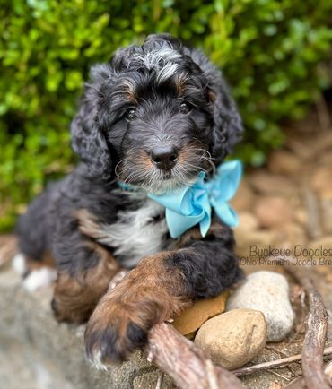 Adorable black and brown doodle puppy with a blue bow.