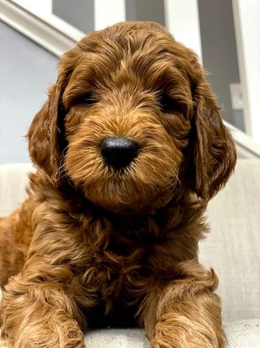 Mini goldendoodle puppies